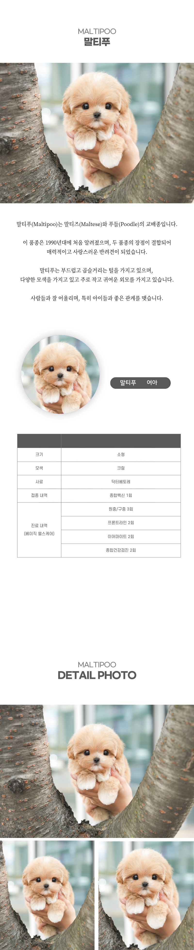 말티푸_상세이미지_2